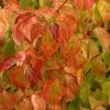 Cornus Sanguinea Magic Flame - Cornouiller Sanguin -Promesse de Fleurs Magasin Cornus sanguinea Magic Flame 84018 1