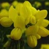Coronilla Valentina Glauca - Coronille Glauque -Promesse de Fleurs Magasin Coronilla valentina Glauca 83281 1