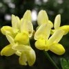 Coronille - Coronilla Valentina Subsp. Glauca Citrina
