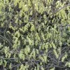 Corylopsis Spicata - Faux Noisetier -Promesse de Fleurs Magasin Corylopsis spicata ld wallygrom 781583 1