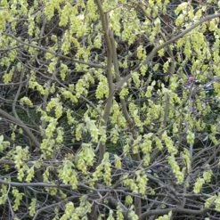 Corylopsis Spicata - Faux Noisetier