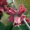 Corylus Maxima Juningia - Noisetier De Lambert -Promesse de Fleurs Magasin Corylus maxima Juningia 16576 1