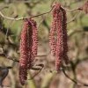 Noisetier Tortueux Pourpre - Corylus Avellana Red Majestic -Promesse de Fleurs Magasin Corylus red majestic copyright sapho 7625 1
