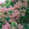 Cotinus Smokey Joe - Arbre à Perruque Nain. -Promesse de Fleurs Magasin Cotinus Smokey Joe 85475 1