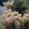 Cotinus Coggygria Young Lady - Arbre à Perruque -Promesse de Fleurs Magasin Cotinus coggygria Young Lady 781665 1