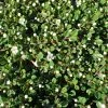 Cotoneaster Congestus -Promesse de Fleurs Magasin Cotoneaster congestus 87233 1