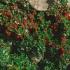 Cotoneaster Procumbens Streibs Findling - Cotonéaster Rampant 1 Cotoneaster Procumbens Streibs Findling - Cotonéaster Rampant -Promesse de Fleurs Magasin Cotoneaster procumbens Streibs Findling 87474 1