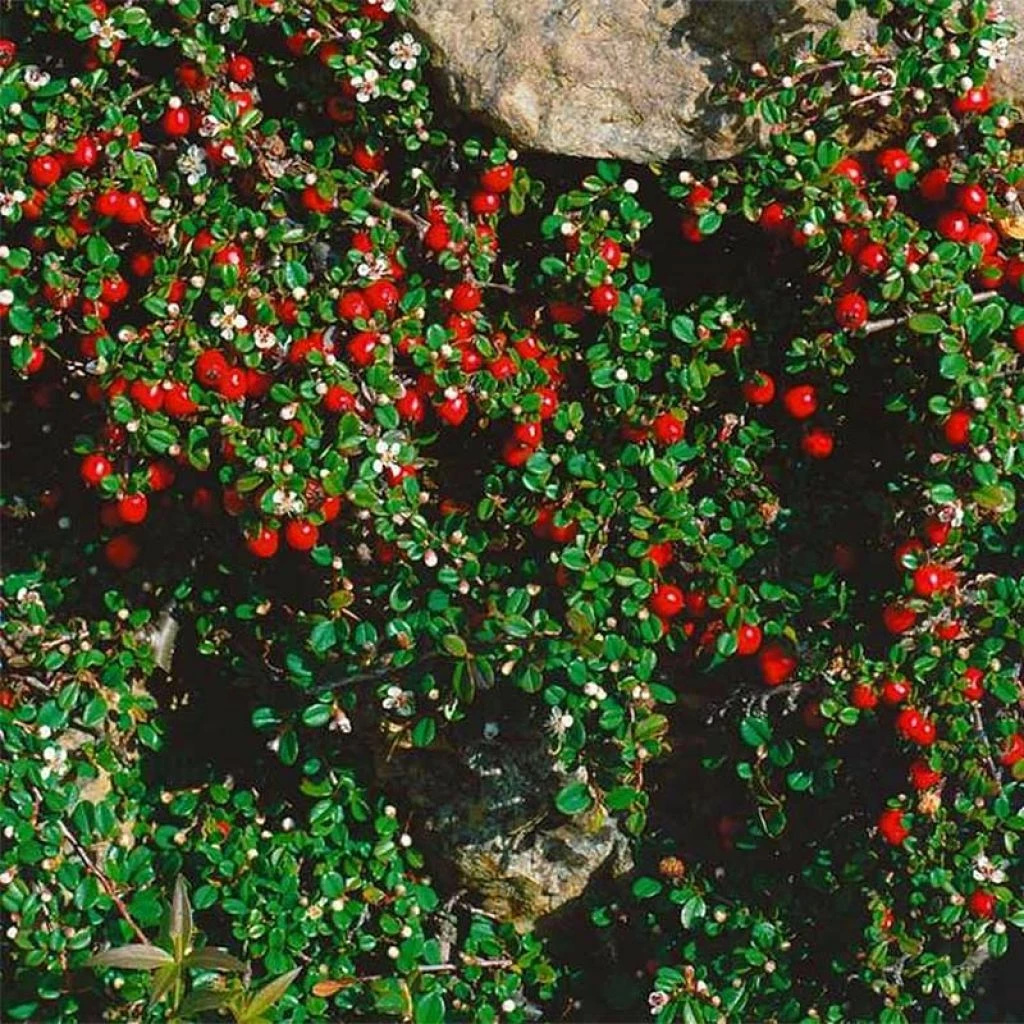 Cotoneaster Procumbens Streibs Findling - Cotonéaster Rampant 3 Cotoneaster Procumbens Streibs Findling - Cotonéaster Rampant