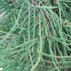 Cèdre Du Japon Araucarioides - Cryptomeria Japonica -Promesse de Fleurs Magasin Cryptomeria japonica Araucarioides 87744 1