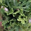 Cèdre Du Japon Cristata - Cryptomeria Japonica -Promesse de Fleurs Magasin Cryptomeria japonica Cristata 87747 1