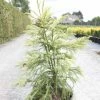 Cryptomeria Japonica Sekkan Sugi -Promesse de Fleurs Magasin Cryptomeria japonica Sekkan Sugi 84030 1