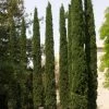Cupressus Sempervirens Stricta - Cyprès D'Italie -Promesse de Fleurs Magasin Cupressus sempervirens Stricta 83283 1