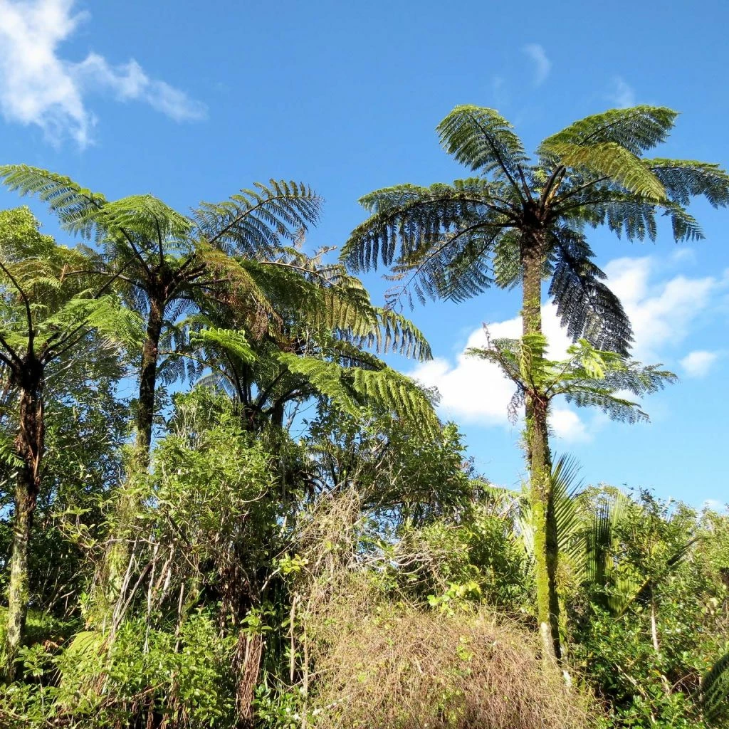 Cyathea Medullaris - Fougère Arborescente 3 Cyathea Medullaris - Fougère Arborescente