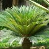 Cycas Revoluta - Cycas Du Japon 1 Cycas Revoluta - Cycas Du Japon -Promesse de Fleurs Magasin Cycas revoluta 83284 1