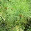 Cyperus Papyrus - Papyrus 1 Cyperus Papyrus - Papyrus -Promesse de Fleurs Magasin Cyperus papyrus 83287 1