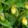 Cypripedium Kristi Lyn - Sabot De Vénus Hybride 2 Cypripedium Kristi Lyn - Sabot De Vénus Hybride -Promesse de Fleurs Magasin Cypripedium Kristi Lyn Sabot de Venus hybride copyright 173610 1
