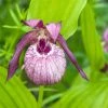 Cypripedium Lucy Pinkepank - Orchidée De Jardin Hybride, Sabot De Vénus -Promesse de Fleurs Magasin Cypripedium Lucy Pinkepank copyright 17362 1