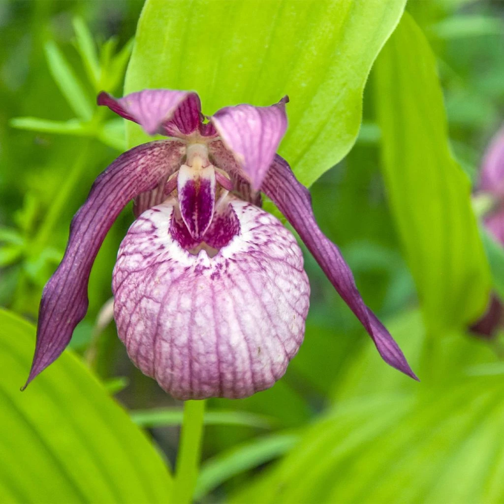 Cypripedium Lucy Pinkepank - Orchidée De Jardin Hybride, Sabot De Vénus 3 Cypripedium Lucy Pinkepank - Orchidée De Jardin Hybride, Sabot De Vénus