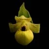 Cypripedium Flavum - Sabot De Vénus Jaune Pâle 1 Cypripedium Flavum - Sabot De Vénus Jaune Pâle -Promesse de Fleurs Magasin Cypripedium flavum 80352 1