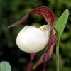 Cypripedium Kentuckiense - Sabot De Vénus Pourpre Et Ivoire -Promesse de Fleurs Magasin Cypripedium kentuckiense 80351 1 1
