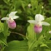 Cypripedium Reginae - Sabot De Venus -Promesse de Fleurs Magasin Cypripedium reginae 8159 1
