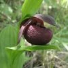 Cypripedium Smithii - Sabot De Vénus Rouge Pourpre -Promesse de Fleurs Magasin Cypripedium smithii 80349 1