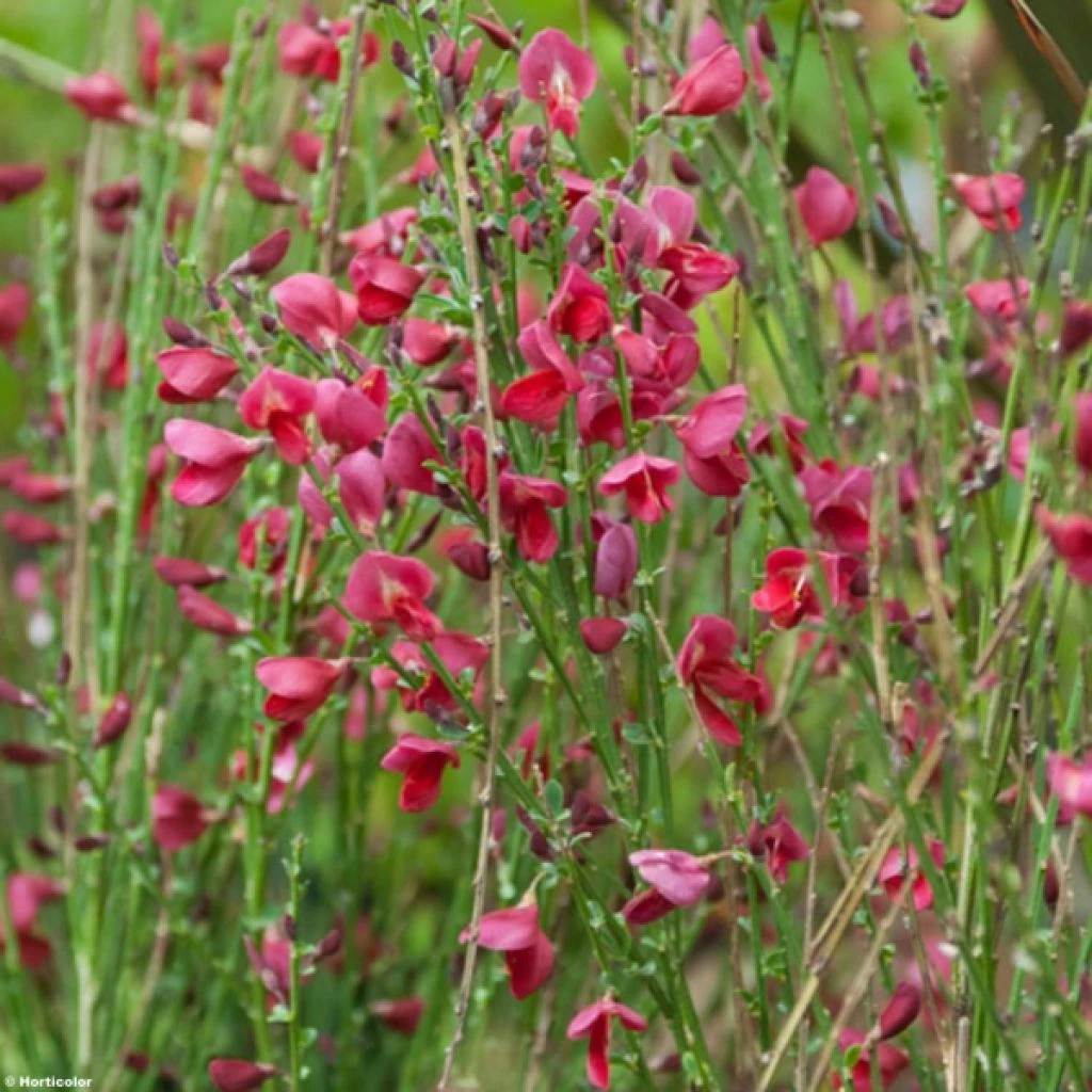 Genêt à Balais - Cytisus Boskoop Ruby 3 Genêt à Balais - Cytisus Boskoop Ruby