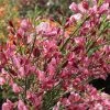 Genêt - Cytisus Hollandia -Promesse de Fleurs Magasin Cytisus Hollandia 100091 1