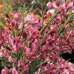 Genêt - Cytisus Hollandia