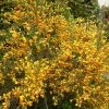 Genêt - Cytisus Scoparius Palette -Promesse de Fleurs Magasin Cytisus Palette 100093 1