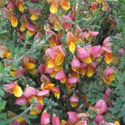 Genêt à Balais - Cytisus Scoparius La Coquette