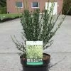 Genêt à Balais - Cytisus Scoparius Luna -Promesse de Fleurs Magasin Cytisus scoparius Luna 83012 1 1