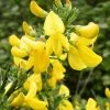 Genêt à Balais - Cytisus Scoparius Vanesse -Promesse de Fleurs Magasin Cytisus scoparius Vanesse 100095 1