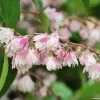 Deutzia Scabra Codsall Pink - Deutzie -Promesse de Fleurs Magasin DEUTZIA 781605 1