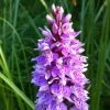 Dactylorhiza Maculata, Orchis Tacheté - Orchidée Terrestre Et Vivace -Promesse de Fleurs Magasin Dactylorhiza maculata 8161 1