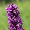 Dactylorhiza Majalis - Orchis De Mai Ou à Feuilles Larges -Promesse de Fleurs Magasin Dactylorhiza majalis 8893 1