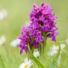 Dactylorhiza Purpurella, Orchis Pourpre - Orchidée Vivace De Jardin -Promesse de Fleurs Magasin Dactylorhiza purpurella copyright 8163111 1