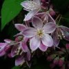 Deutzia Perle Rose - Deutzie 2 Deutzia Perle Rose - Deutzie -Promesse de Fleurs Magasin Deutzia Perle Rose 7819 1
