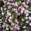 Deutzia Elegantissima Rosealind -Promesse de Fleurs Magasin Deutzia Rosealind 84046 1