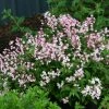 Deutzia Yuki Cherry Blossom -Promesse de Fleurs Magasin Deutzia Yuki Cherry Blossom 82338 1