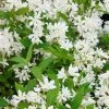 Deutzia Yuki Snowflake - Deutzie -Promesse de Fleurs Magasin Deutzia Yuki Snowflake 84477 1