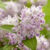 Deutzia Hybride Raspberry Sundae - Deutzie 2 Deutzia Hybride Raspberry Sundae - Deutzie -Promesse de Fleurs Magasin Deutzia hybride Raspberry Sundae 87091 1
