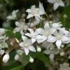 Deutzia Setchuenensis Corymbiflora -Promesse de Fleurs Magasin Deutzia setchuenensis corymbiflora NOBLE 84050 1