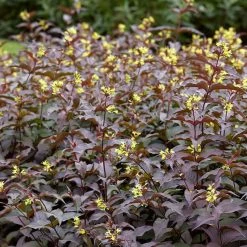 Diervilla Rivularis Troja Black - Diervillée