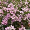 Diosma Pink Diamond -Promesse de Fleurs Magasin Diosma Pink diamond IF 166510 1
