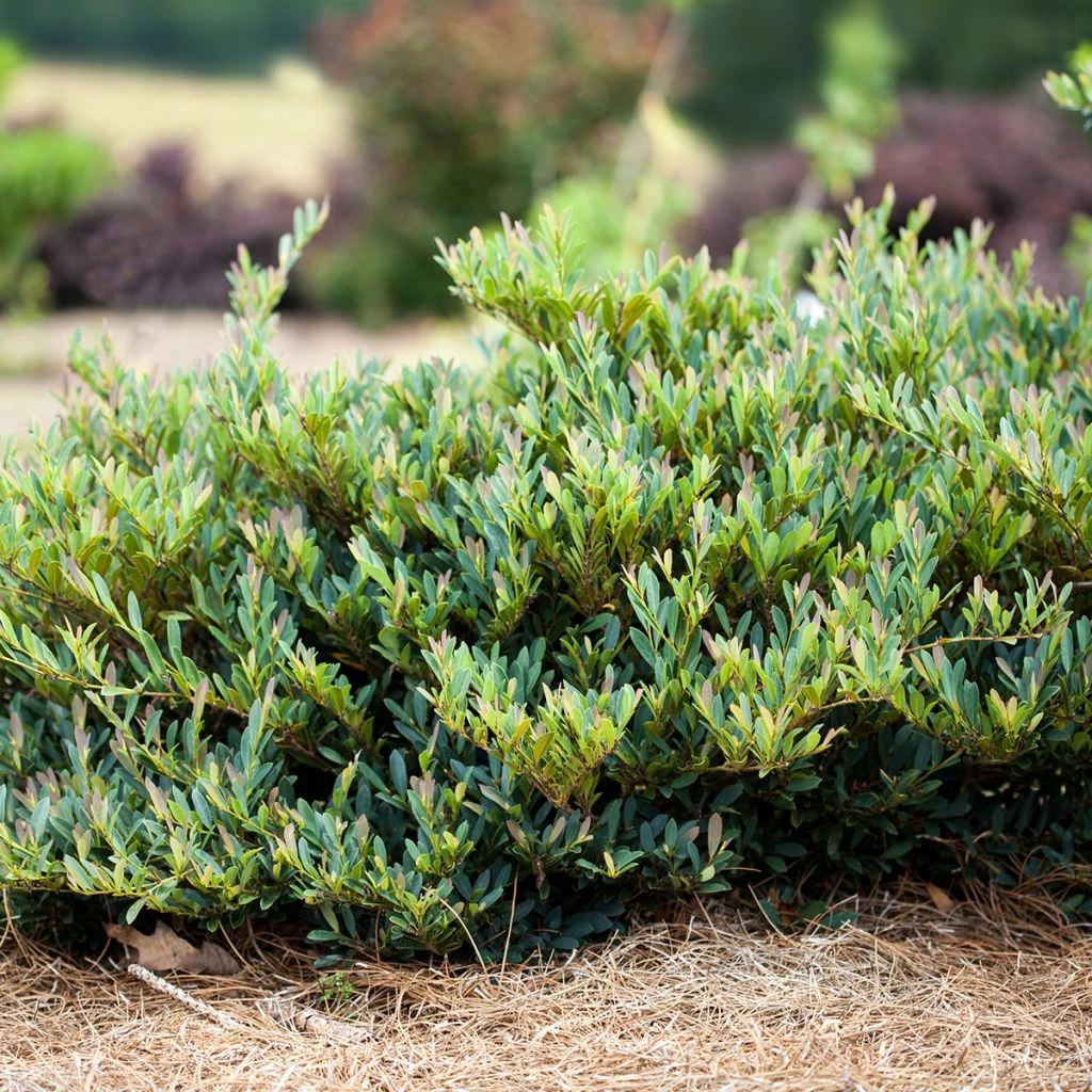 Distylium Cinnamon Girl 3 Distylium Cinnamon Girl