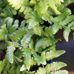 Dryopteris Championii - Fougère Persistante