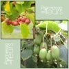 Duo Kiwi De Sibérie 'Ken's Red' (femelle) + 'Issai' (pollinisateur) -Promesse de Fleurs Magasin Duo Kiwi de Sib rie Ken s Red Issai 70019 1