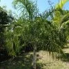 Dypsis Plumosa - Palmier Plumeux -Promesse de Fleurs Magasin Dypsis plumosa 89853 1