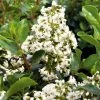 Escallonia Iveyi 2 Escallonia Iveyi -Promesse de Fleurs Magasin ESCALLONIA IVEYI 781610 1